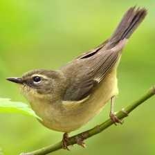 image of black_throated_warbler