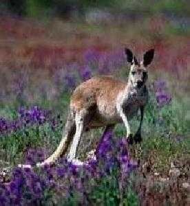 Kangaroo image classifcation dataset for machine learning