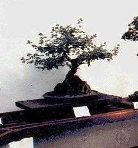 bonsai