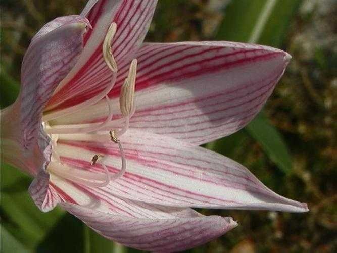 image of hippeastrum