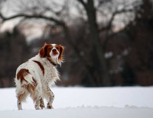 image of brittany_spaniel