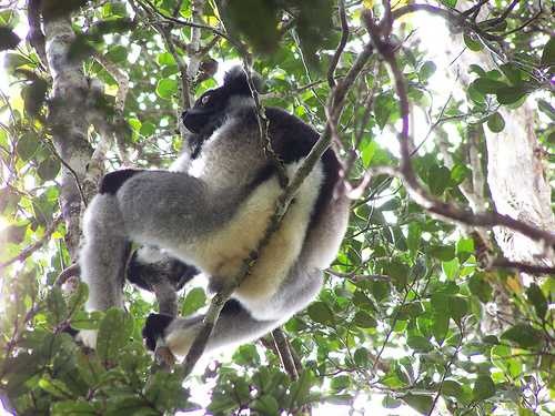 image of indri