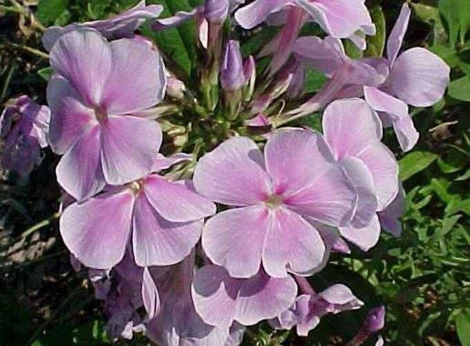 image of garden_phlox