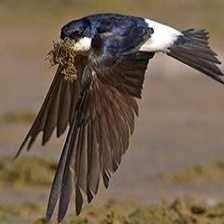 image of common_house_martin