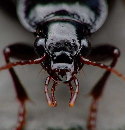 image of ground_beetle