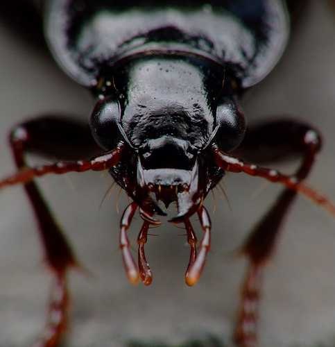 ground_beetle