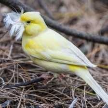 image of canary