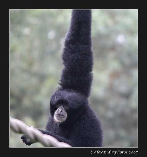 image of siamang