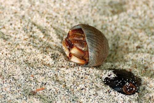 image of hermit_crab