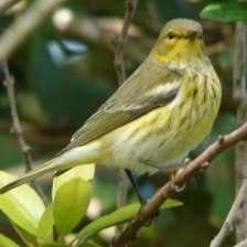 cape_may_warbler