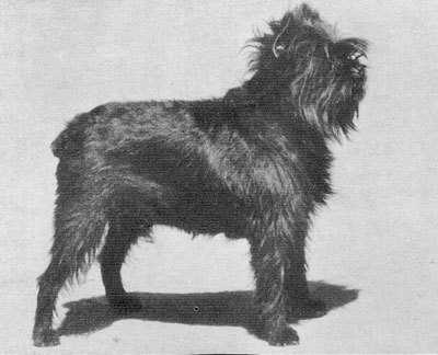 image of affenpinscher