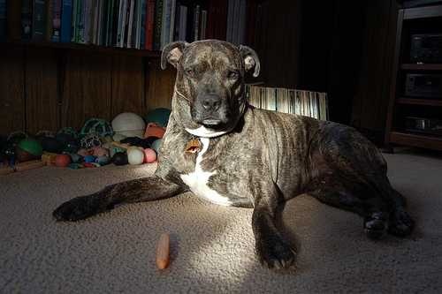 image of american_pit_bull_terrier