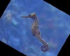 image of sea_horse