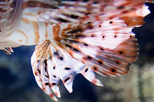 image of lionfish