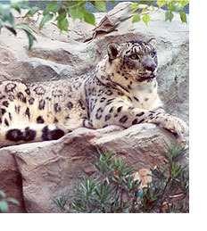 image of snow_leopard