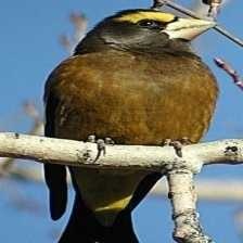 evening_grosbeak