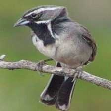 image of black_throated_sparrow