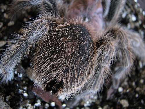 image of tarantula