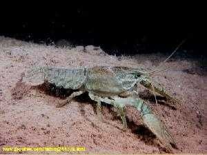 crayfish