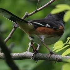 eastern_towee