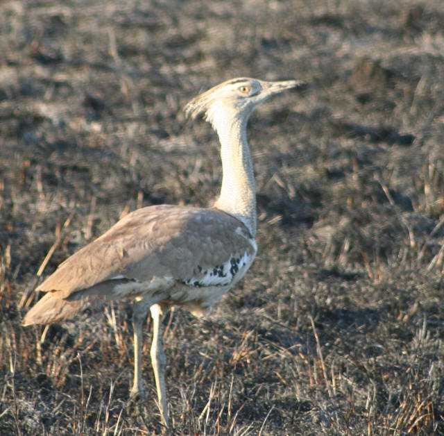 bustard