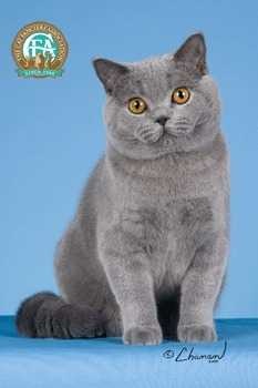 image of british_shorthair