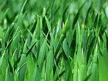 grass