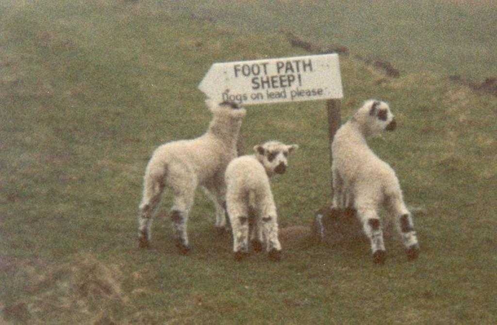 image of alpaca