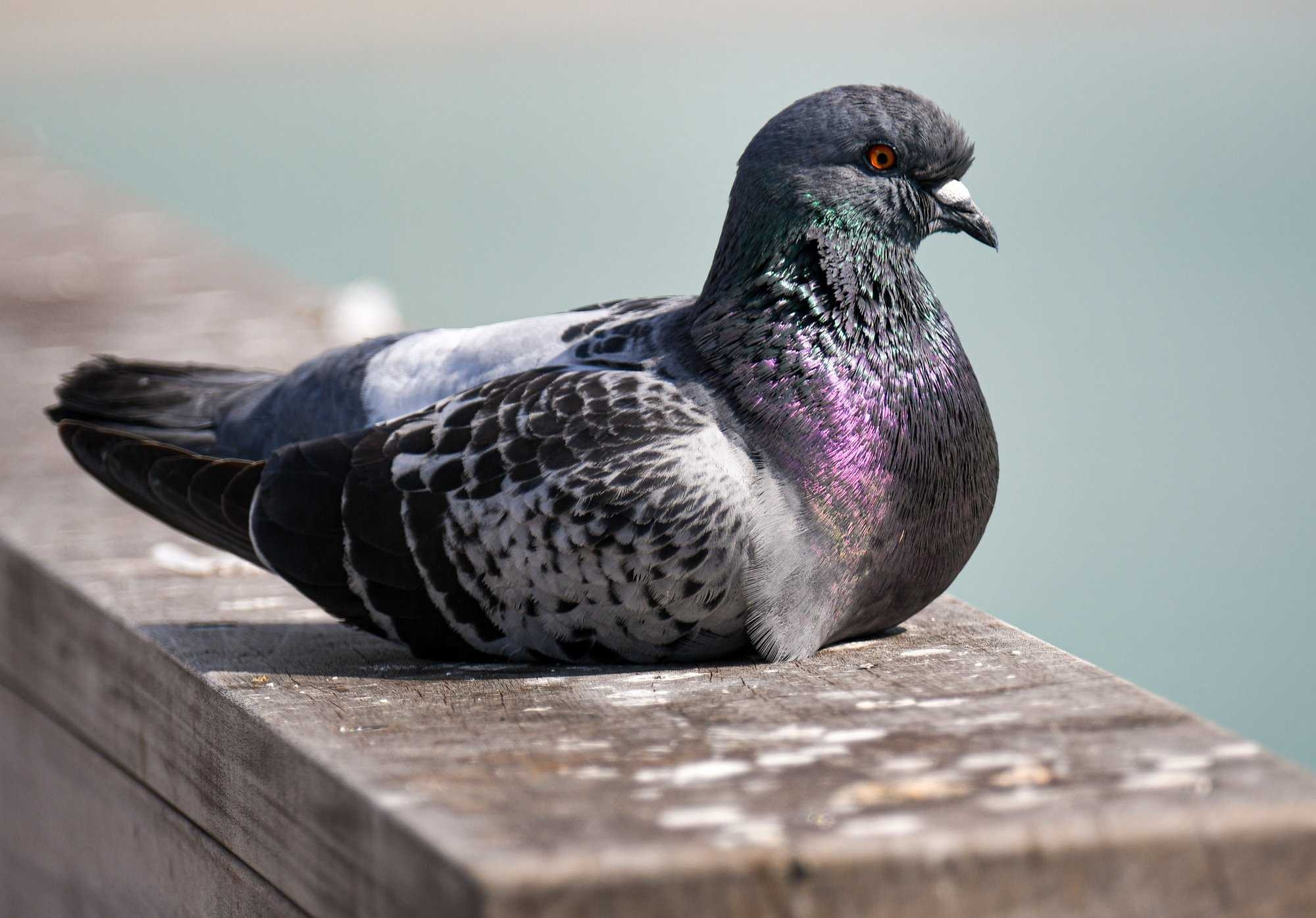 image of pigeon