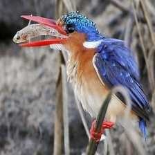 image of malachite_kingfisher