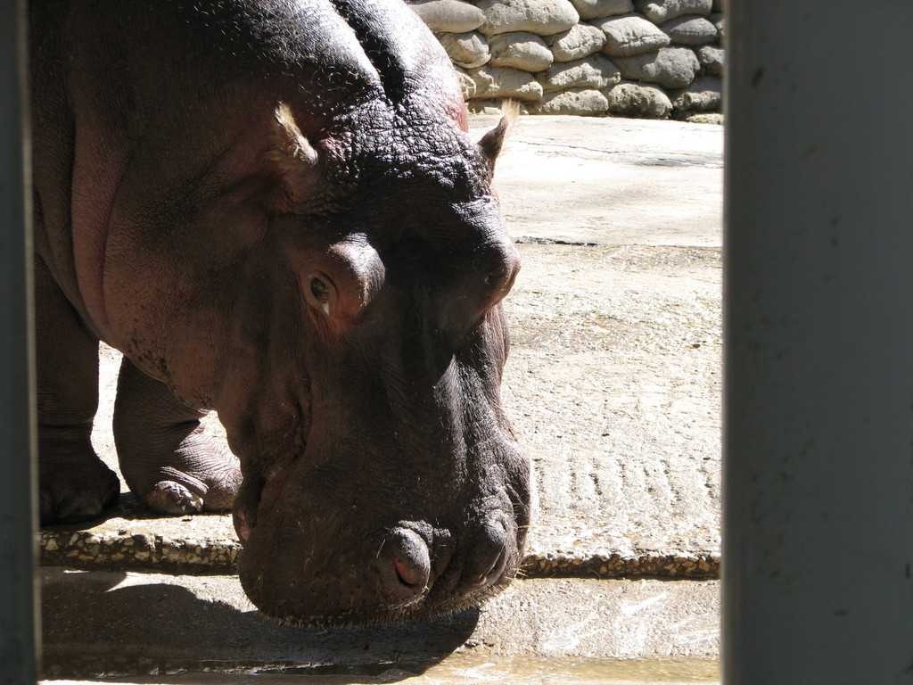 image of hippopotamus