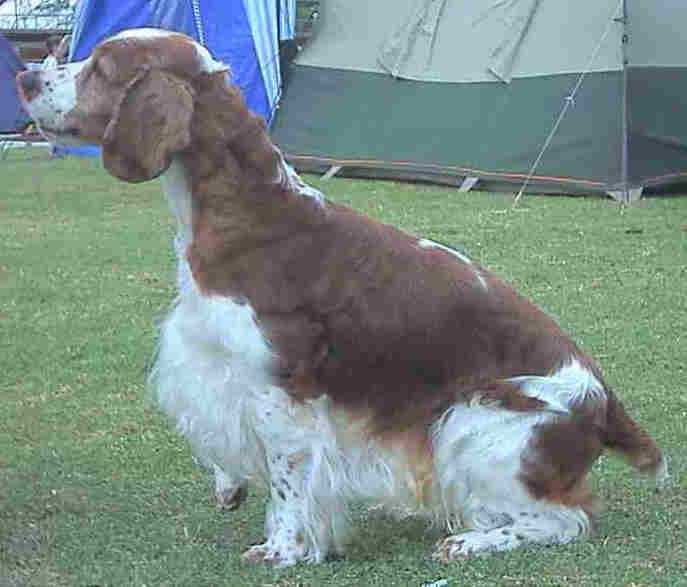 welsh_springer_spaniel