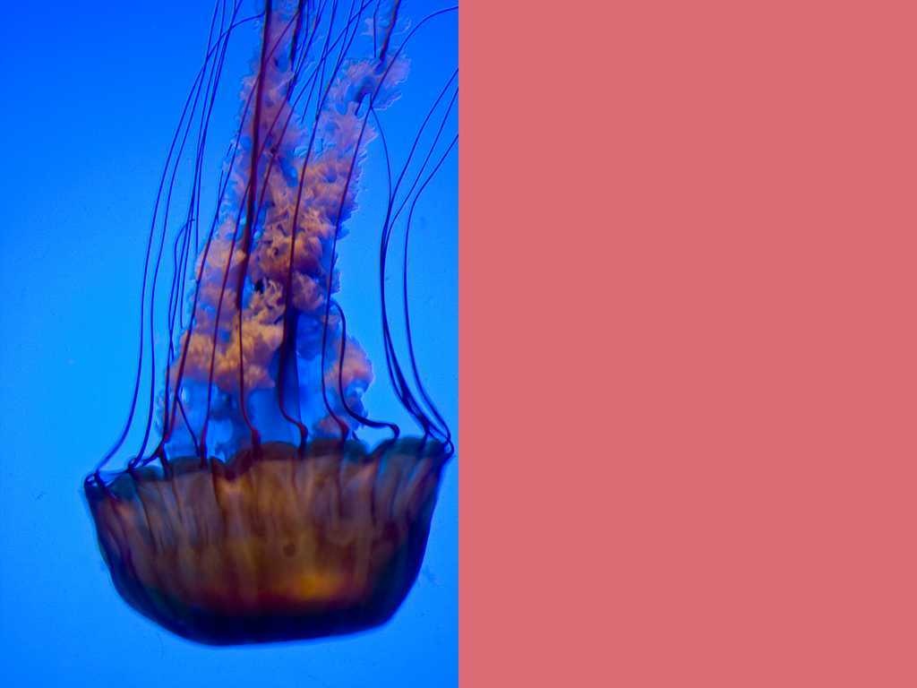 image of jellyfish