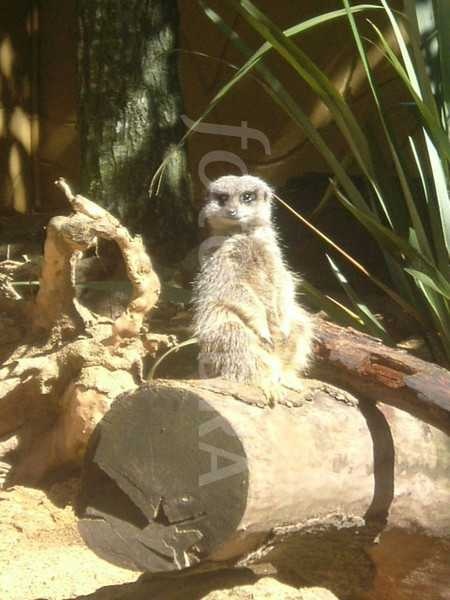 image of meerkat