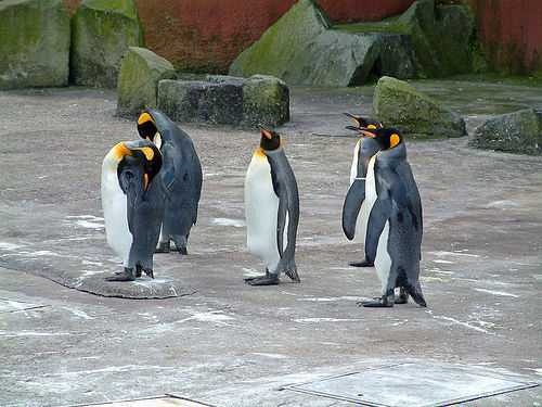 King penguin image classifcation dataset for machine learning