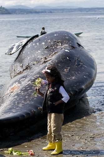 image of grey_whale