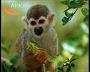 image of squirrel_monkey