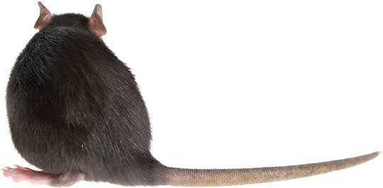 rat