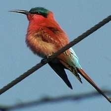 image of carmine_bee_eater