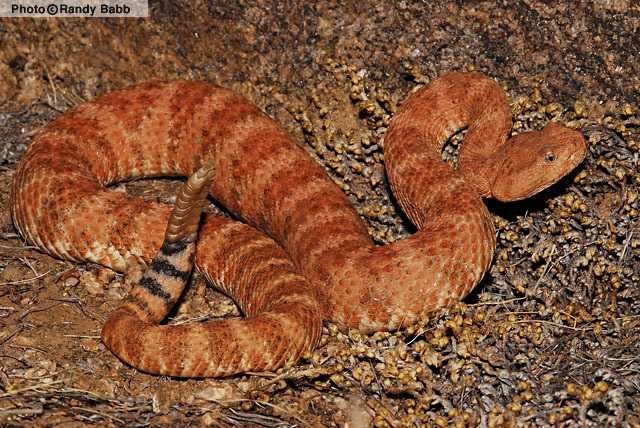 image of sidewinder