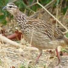 black_francolin