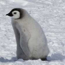 image of emperor_penguin