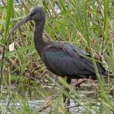 image of glossy_ibis