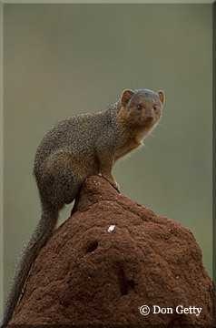 mongoose