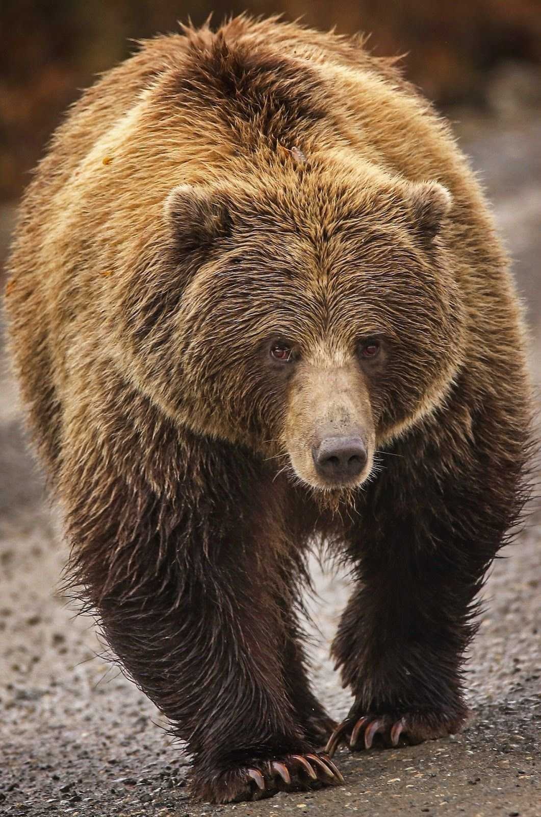 image of bear