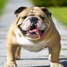 image of bulldog