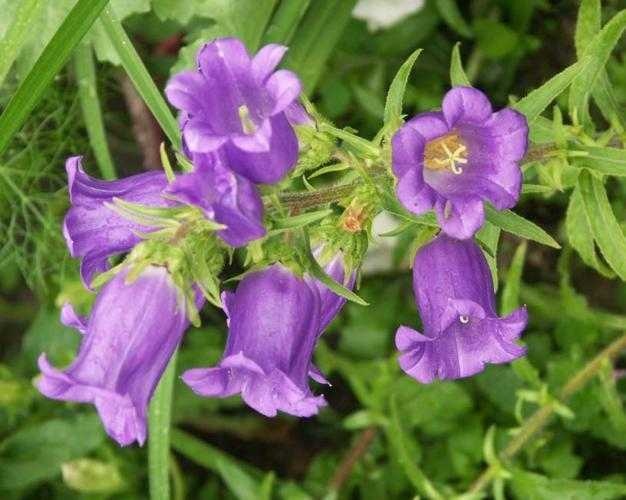 image of canterbury_bells