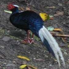 image of swinhoes_pheasant