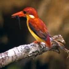 rufous_kingfisher