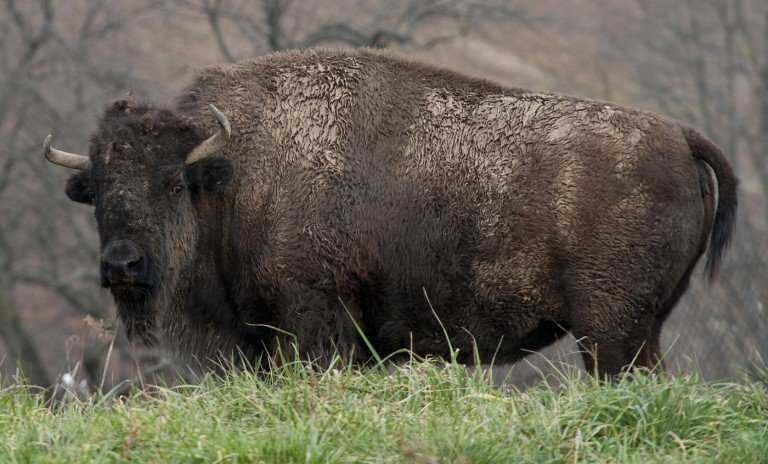 image of bison